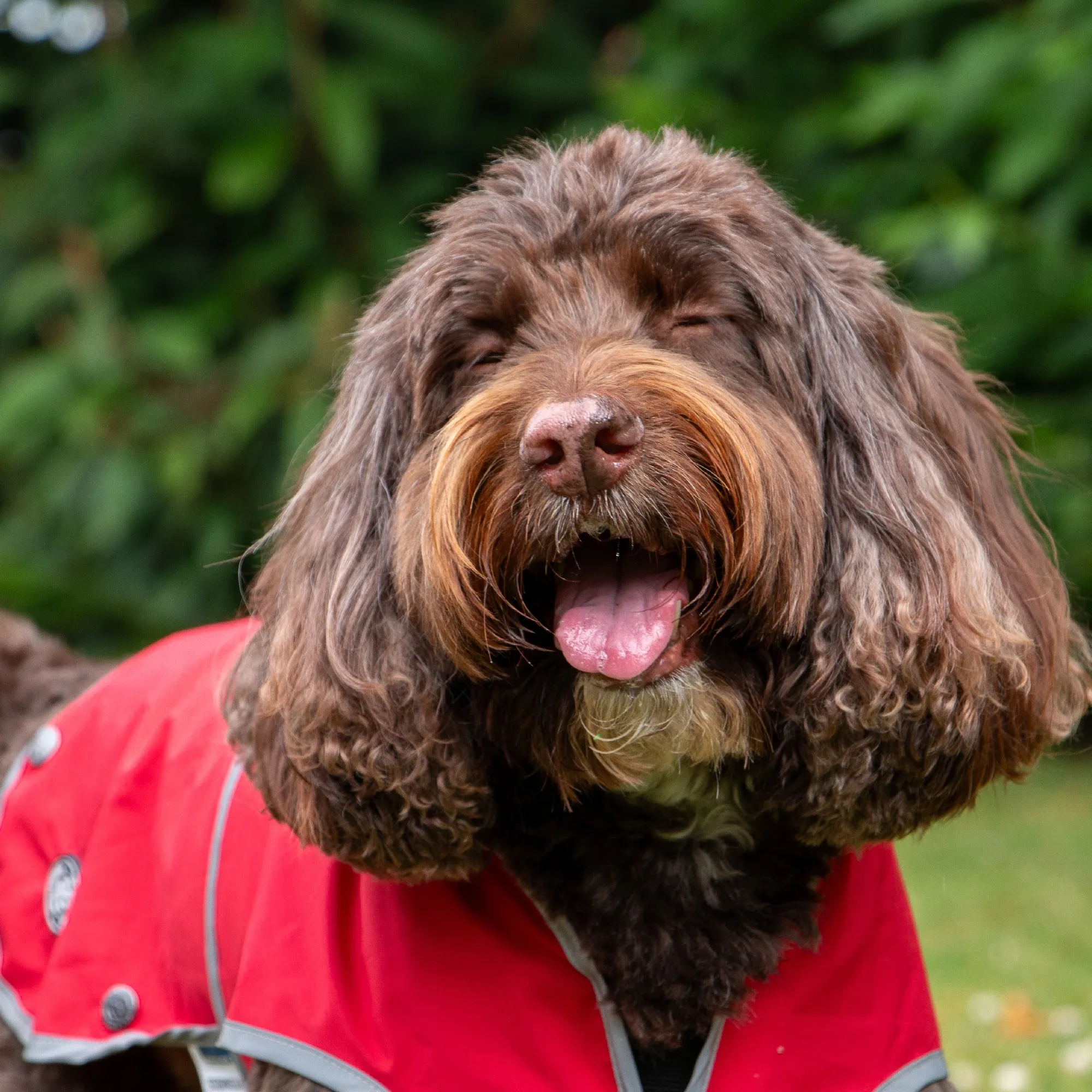 Ancol Dog Puppy Coats Stormguard Soft Shell Bordeaux 7 Sizes